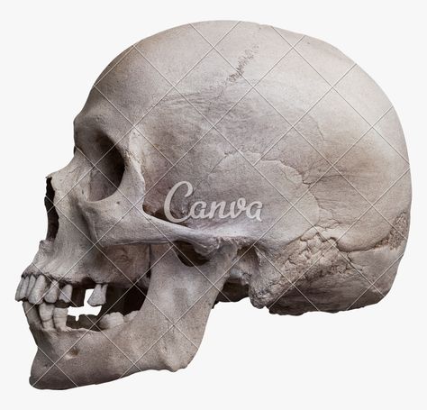 Skull Side View, Human Skull Anatomy, Halloween Photo Frames, Real Human Skull, Skull Anatomy, Skull Reference, Skull Sketch, Real Skull, Skull Sleeve