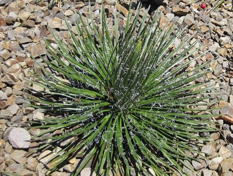 Agave geminiflora - Boething Treeland Farms Drought Resistant, How To Attract Birds, Container Size, Water Flowers, Types Of Plants, Central America, Colorful Flowers, Plants