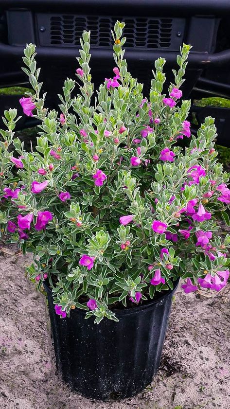 Potted Plant Ideas, Houston Landscaping, Sage Plants, Sage Bush, Texas Sage, Texas Landscaping, Texas Plants, Sage Plant, Plant In Pot