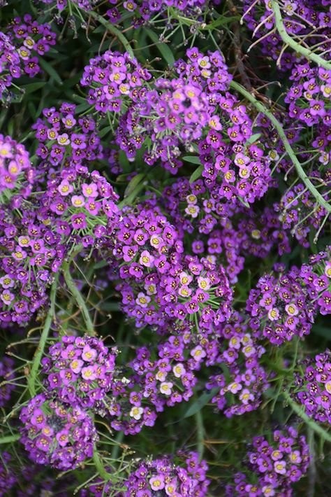 Alyssum Flowers, Garden Border Edging, Sweet Alyssum, Dark Purple Flowers, Alpine Garden, Garden Centers, Full Size Photo, Annual Flowers, Garden Borders