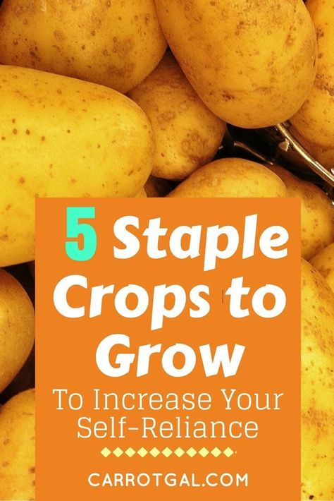 5 Staple Crops to Grow to Increase your Self-Sufficiency | Growing your own food made easier #growyourown #gardening #prepper | Carrotgal.com #preppergarden Garden Ideas For Renters, Container Gardening Ideas, Growing Your Own Food, Organic Vegetable Garden, Home Vegetable Garden, Organic Gardening Tips, Food Supply, Grow Your Own Food, Growing Herbs