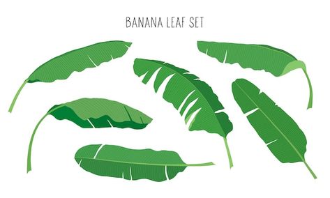 A set of banana leaves. vector illustrat... | Premium Vector #Freepik #vector #jungle-plants #leaf-art #tropical-elements #jungle-leaves Banana Leaves Illustration, Banana Leaf Logo, Banana Leaf Illustration, Posters Background, Tropical Elements, Jungle Plants, Background For Design, Plantain Leaves, Jungle Leaves