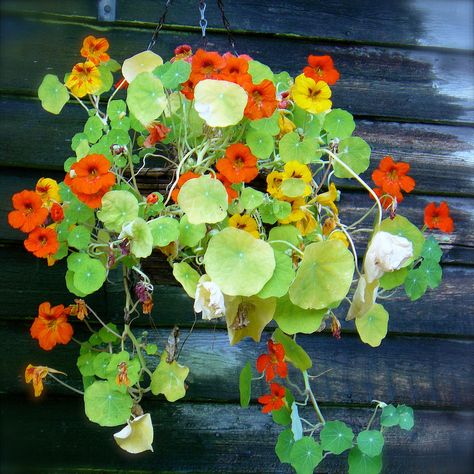 Nasturtium Hanging Basket | Flickr - Photo Sharing! Nasturtium Hanging Basket, Oregano Flowers, Yard Inspiration, Marigold Yellow, Community Garden, Community Gardening, Hanging Basket, Garden Yard, Morning Glory