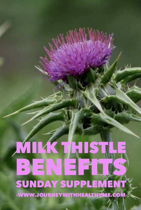 Milk Thistle Benefits - Journey With Healthy Me Thistle Benefits, Benefits Of Milk Thistle, Milk Thistle Benefits, Benefits Of Milk, Herbal Apothecary, Liver Detox, Milk Thistle, Natural Health Remedies, Healing Herbs