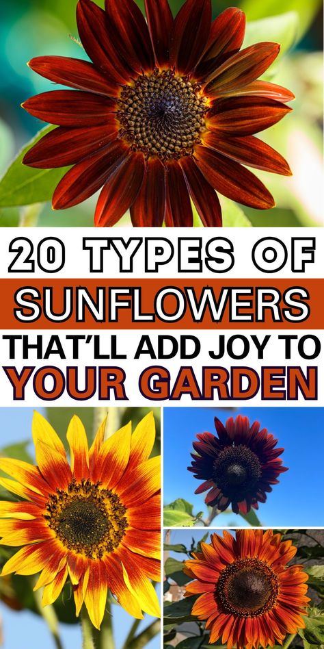 I love the variety of sunflower types because each one offers a unique and stunning display of color, size, and form. From the classic bright yellow petals of the traditional sunflower to the striking reds, oranges, and bi-colors of the various hybrid varieties, there is a sunflower type to suit every preference and occasion. Different Kinds Of Sunflowers, Different Color Sunflowers, Sunflower Types, Traditional Sunflower, Sunflower Varieties, Sunflower Names, Types Of Sunflowers, Building Raised Beds, Yellow Petals