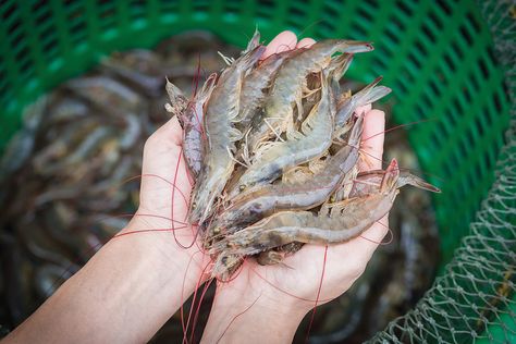 One deep-sea devotee emphasizes the importance of regional sourcing and helps Mobile Bay residents scope out the local seafood landscape. Royal Red Shrimp, Indian Agriculture, Frozen Shrimp Recipes, Shrimp Boil Recipe, Shrimp Dip, Seafood Stock, Boiled Food, Natural Farming, Shrimp Recipes Healthy