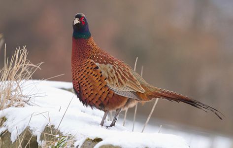 Is the pheasant the best gamebird? | The appeal of wild game and release of large numbers of reared birds have dented the reputation of the pheasant, says David Tomlinson, explaining why we shouldn’t take the gamebird for granted. Pheasant Mounts, Common Pheasant, Ring Necked Pheasant, Quail Hunting, Coyote Hunting, Deer Hunting Blinds, Pheasant Hunting, Bowfishing, Elk Hunting