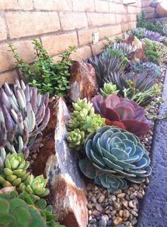 How to Grow Cacti and Succulents - Palmers Garden Centre Succulent Garden Outdoor, Succulent Garden Landscape, Succulent Landscape Design, Landscape Gardening, Succulent Garden Design, Succulent Landscaping, Garden Ideas Cheap, Types Of Succulents, Rock Garden Landscaping