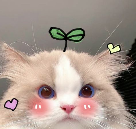 Cute Account Pictures, Cute Cats For Profile, Cats Pfp Cute, Fluffy Cats Cute, Cute Cat Pfp Kawaii, Cat Cute Pfp Aesthetic, Cute Cat Photos Kittens, Cute Profile Pictures Cat, Funny Cute Cat Pfp