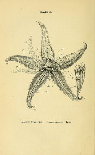 Asterius Rubens from 'Forms of animal life' 1870 Scientific Sketches, Biology Drawing, Scientific Drawing, Fauna Marina, Patent Art Prints, Biology Art, Illustration Botanique, Patent Art, Scientific Illustration