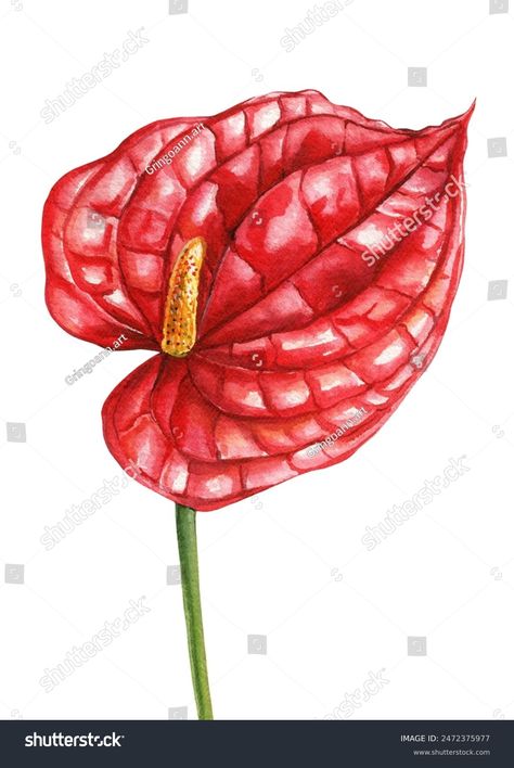 Exotic Flowers Red Anthurium Tropical Flowers Stock Illustration 2472375977 | Shutterstock Anthurium Drawing, Red Anthurium, Flowers Red, Crop Image, Schedule Design, Color Palette Generator, Holiday Illustrations, Collage Maker, Exotic Flowers