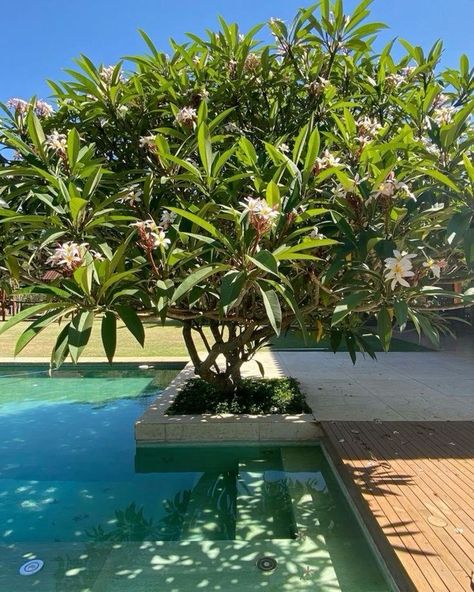 Plumeria Landscaping Ideas, Bali Plants, Garden Backyard Design, Modern Backyard Garden, Pool Planters, Tropical Pool Landscaping, Tropical Landscape Design, Garden Decoration Ideas, Pool Landscape Design