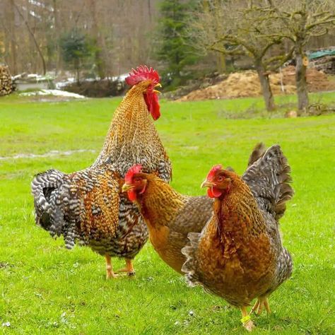 Bielefelder Chickens Bielefelder Chickens, Barnvelder Chickens, Chicken Coops, Chicken Breeds, Cold And Hot, Pet Chickens, Raising Chickens, Chicken Coop, Hot Weather