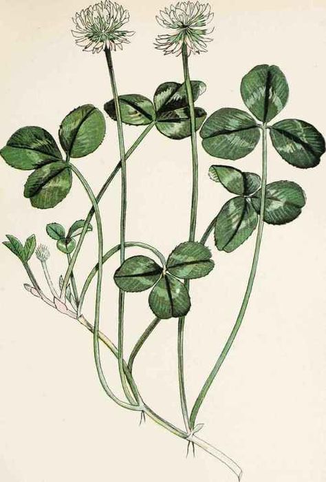 Trifolium Repens also known as White Clover, seen in dunbar by the sea, early July White Clover, Clover Tattoos, Bouquet Tattoo, Clover Flower, Vintage Botanical Prints, Scientific Illustration, Botanical Drawings, Vintage Botanical, Colorful Drawings