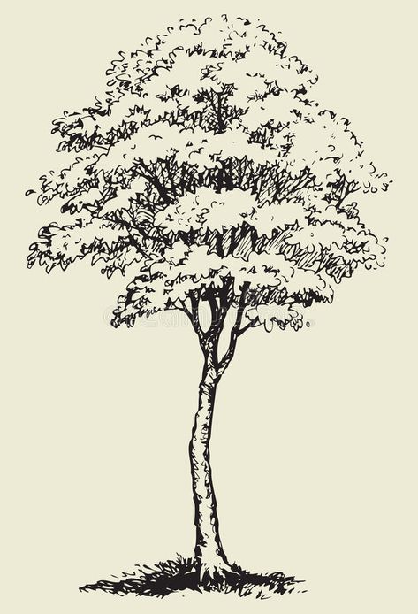 Big tree.Vector sketch. Illustration about environment, courtyard, drawing, aspen, branch, forest, elegance, cartoon, garden, agriculture, flora, engraving, doodle, background - 50600766 Big Tree Drawing, Grass Vector, Tree Drawings Pencil, Tree Doodle, Landscape Design Drawings, Cartoon Trees, Tree Vector, Tree Sketches, Pen Art Drawings