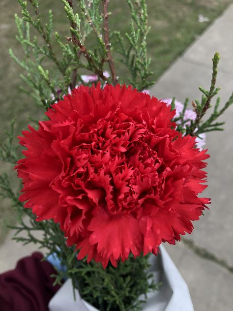 Flor clavel rojo naturaleza Her Hair, Trees, Wallpapers, Plants, Flowers, Floral, Hair, Quick Saves