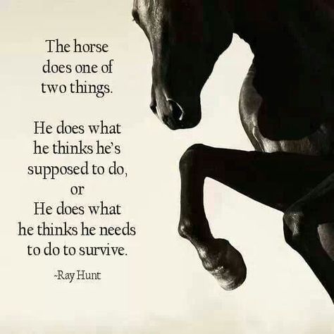 War Horse - Quotes Fun Puns, Equine Quotes, Horse Meme, Inspirational Horse Quotes, Horse Riding Quotes, Equestrian Quotes, Healthy Horses, Cowgirl Quotes, Riding Quotes