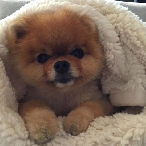 Pomeranian. jiff isn't this baby so precious Preppy Pomeranian, Bakugo Pomeranian, Most Cutest Dog, Pomeranian Plush, Dog Cuddles, Pom Dog, Orange And White Pomeranian, Dog Poses, Pomeranian Memes