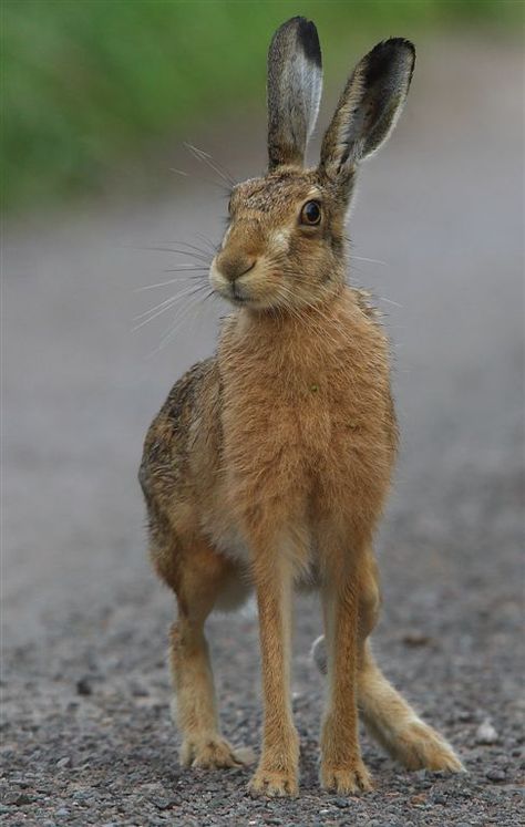 Reino animal, filo cordados, clase mamíferos, orden lagomorfos, género liebre Brown Rabbit, Wild Hare, Arte Doodle, Jack Rabbit, British Wildlife, Animal Photo, Woodland Animals, Beautiful Creatures, Animal Kingdom