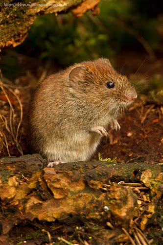 Woodland vole (Microtus pinetorum) is a small vole found in eastern North America. It is also known as the pine vole. The woodland vole lives throughout the eastern United States, ranging as far as Nebraska, Kansas, Oklahoma, and Texas. They inhabit deciduous forests, dry fields, and apple orchards. Voles prefer to live in soils ranging from loam/peat moss mixtures, to gravel or stone soils, but not very dry soils. British Woodland, Water Vole, Cute Animal Tattoos, Tiny Creatures, Tattoo Nature, Apple Orchards, Trendy Photography, Pet Mice, Animal Wildlife