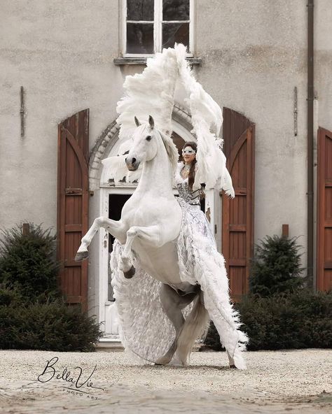 https://www.instagram.com/p/CODM9EdlUSe/?utm_medium=share_sheet Albino Horse, Horse With Armor, Circus Horse, White Horse Aesthetic Royal, Oil Pastel Colours, American Pharaoh Horse, Beautiful Horse Pictures, Famous Horses In History, Power Animal