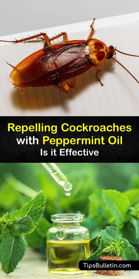 Like tea tree oil, rosemary oil, and other essential oils, peppermint essential oil is an effective way to repel cockroaches and achieve pest control. Repel roaches with a simple peppermint oil roach spray, or use it on cotton balls around your home. #peppermint #oil #repel #roaches Cockroach Repellent Essential Oils, Peppermint Oil Uses Pest Control, Repel Cockroaches, Pepermint Oil, Roach Spray, Healthy Household, Essential Oil Bug Repellent, Peppermint Oil Uses, Homemade Bug Repellent