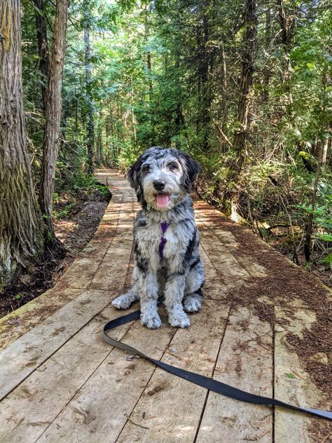 Aussiedoodle Aesthetic, Blue Merle Doodle, Blue Merle Goldendoodle, Merle Goldendoodle, Blue Merle Aussiedoodle, Merle Aussiedoodle, Mini Aussiedoodle, Aussiedoodle Puppies, Puppy Aesthetic