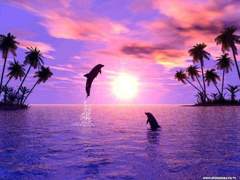 Listen to Perry Beach Chillout by Angela by Angela C. Troutt #np on #SoundCloud A Dolphin, Dolphins, Palm Trees, Trees, Water