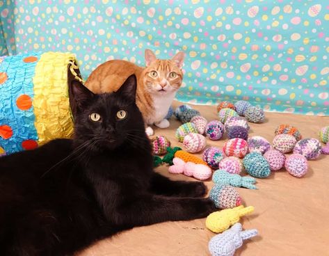 How to Celebrate Easter with Cats! Declawing Cats, Feline Anatomy, Easter Cat, Easter Cats, Cat Claws, Taking Advantage, Coloring Eggs, Christmas Gif, Cat Stuff