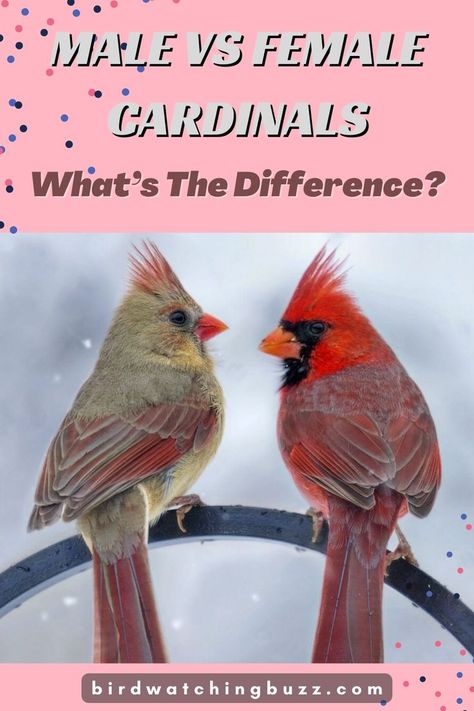 Female Cardinals, Male Vs Female, Female Cardinal, Cardinal Bird, Black Face Mask, Cardinal Birds, Birdwatching, The Birds, Bird Watching