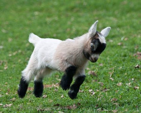 27 Baby Animals That Will Instantly Make Your Day Better Baby Goat Pictures, Baby Goats Pygmy, Goat Picture, Goat Kidding, Pygmy Goat, Baby Farm Animals, Baby Goat, Cute Goats, Baby Goats