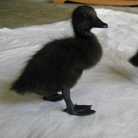 Little, check. Black, check. Black Duck Aesthetic, Black Duckling, Funny Ducks, Duck Pictures, Duck Wallpaper, Black Duck, Cute Ducklings, Goth Baby, Black Runners