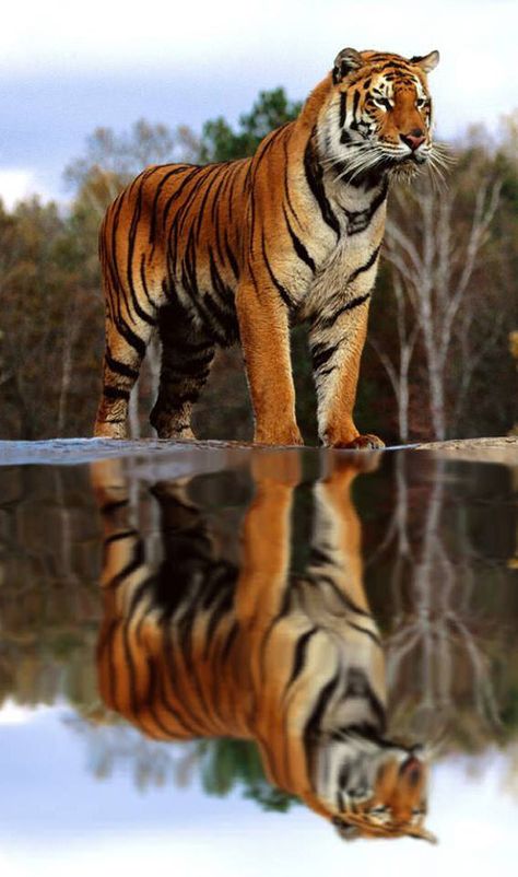 Stunning Tiger Reflection.  #tigers #reflections #animals #wildlife Tiger Reflection, Cat Species, Tiger Pictures, Big Cats Art, Majestic Animals, Cheetahs, A Tiger, Domestic Cat, Big Cat