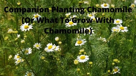 Chamomile Companion Planting, Planting Chamomile, Chamomile Garden, Chamomile Growing, Texas Garden, Squash Plant, Garden 2023, Garden Companion Planting, Veg Patch