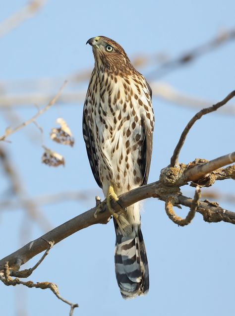 Cooper's Hawk - eBird Coopers Hawk, Sharp Shinned Hawk, Hawk Eagle, Hawk Bird, Cooper's Hawk, Pale Orange, Backyard Birds, Angels And Demons, Birds Eye View