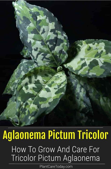 Aglaonema pictum tricolor is a stunning treat with natural camouflage patterns on its leaves. It is a popular Chinese Evergreen cultivar among collectors. Aglonema Pictum Tricolor, Farfugium Japonicum Giganteum, Aglaonema Pictum Tricolor, Aglaonema Tricolor, Pictum Tricolor, Houseplant Tips, Plant Parent, Chinese Evergreen, Dappled Light