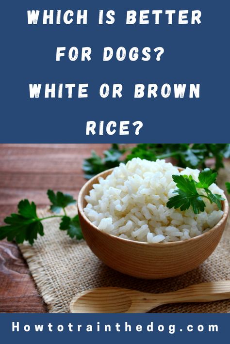 Can My Dog Eat Rice? Which Is Better For Dogs? White or Brown Rice? What Is The Best Way To Prepare Rice For Dogs? Can Sick Dogs Eat Rice? Find all the answers and more in this guide... Dog Bland Diet Recipes, White Rice For Dogs, Hamburger And Rice Recipes, Dog Meals, Boiled Beef, Dogs White, Carrot Dogs, Senior Dog Food Recipes, Make Dog Food