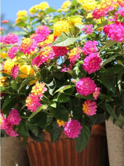 Growing Lantana In Containers - Tips On Caring For Lantana In Pots Planting In Pots, Lantana Flower, Lantana Plant, Pots Ideas, Lantana Camara, Container Gardening Flowers, Balcony Plants, Patio Plants, Summer Plants