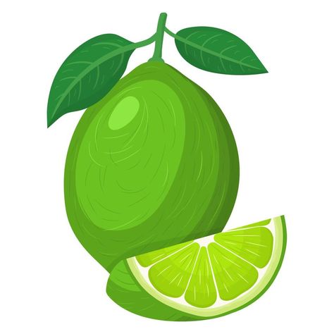 Lime Illustration, Lime Fruit, Background Summer, Fruit Cartoon, Organic Fruit, Instagram Theme, Summer Fruit, Cartoon Style, Cartoon Styles