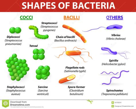 Bacteria « KaiserScience Bacteria Types, Bacteria Shapes, Microbiology Study, Cpc Exam, Microbiology Lab, Microscopic Organisms, Medical Laboratory Science, Medical School Studying, Biology Notes