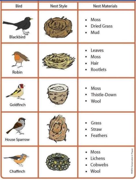 Different Types Of Bird Nests, Bird Egg Identification Charts, Birds And Nests Preschool, Bird Egg Identification, Texas Birds, Bird Nests Art, Bird In Nest, Different Types Of Birds, Backyard Birds Watching