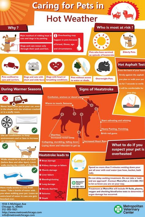 Hot Weather Tips For Your Pet - An Infographic from Chicago Veterinary Hospital & Emergency Vet - Metropolitan Veterinary Center Fun Infographic, Puppy Facts, It's December, Dog Health Tips, Game Mode, Veterinary Hospital, Pet Hair Removal, Dog Facts, Dog Info