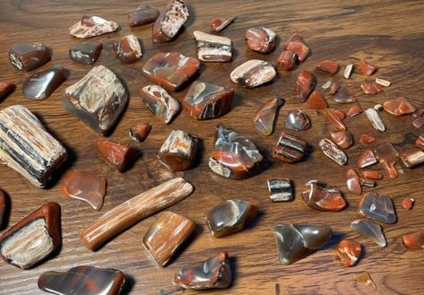 Types of Petrified Wood (Learn How to ID All of Them (Pics)) How To Display Rocks, Driftwood Art Ideas, Rock Identification Pictures, Rockhounding Oregon, Petrified Wood Jewelry, Geology Rocks Mineral, Rock Identification, Minerals Crystals Stones, Rock And Minerals