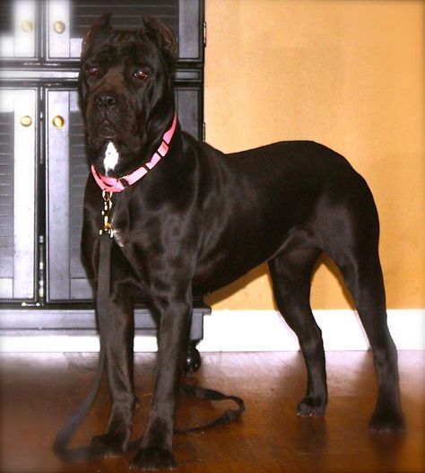 Black Cane Corso Dog, Female Cane Corso, Apartment Dogs Breeds, Apartment Dog, Black Cane Corso, Dog Breeding Kennels, Cane Corso Dog Breed, Tattoos Dog, Unusual Dog Breeds