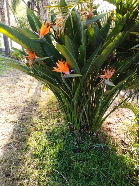 Blue Garden, Exterior, Plants, Blue, Palmas