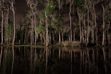 Louisiana Swamp, Cypress Swamp, W Signature, Louisiana Bayou, Night Fishing, Southern Gothic, Tree Saw, Halloween 2018, Landscape Decor