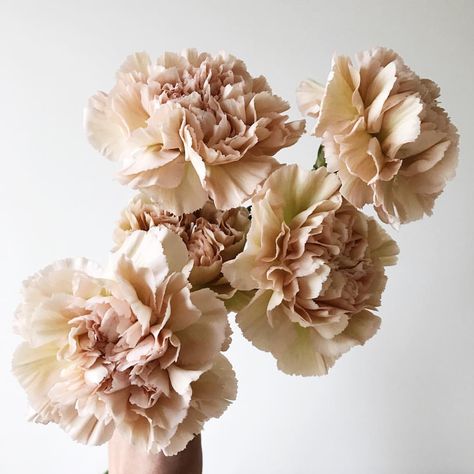 Jumping on the carnation love train b/c these antiqued varieties are too hard to resist ✨🍂 Flower Colour, Beautiful Red Roses, Rose Pictures, Flower Names, No Rain, Beautiful Bouquet Of Flowers, Floral Color, Types Of Flowers, Beautiful Blooms