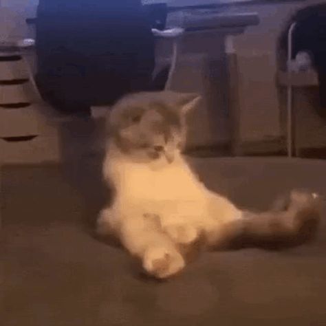 Cat Tail Meme GIF - Cat tail meme - Discover & Share GIFs Meme Gif, Cat Tail, Cat Gif, Cat Memes, Animated Gif, Cool Gifs, Gif, Memes