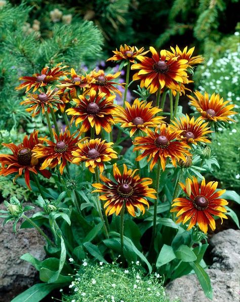 Black-Eyed Susan (Rudeckia) Varieties for the Flower Garden Rudbeckia Hirta, Minnesota Landscaping, Mexican Hat, Garden Vases, Potager Garden, Planting Shrubs, Forest Garden, Pollinator Garden, Flower Landscape