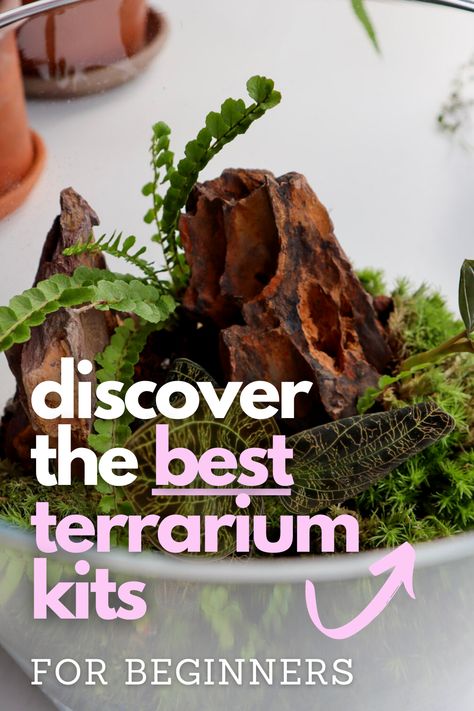 Embark on a creative journey into the miniature world of closed terrariums! 🌱 Whether you're a budding enthusiast or an experienced terrarium artist, our handpicked selection of the finest DIY terrarium kits has something for everyone. Unleash your imagination and cultivate your own lush ecosystem. Closed Terrarium Plants, Closed Terrarium, Unique Terrarium, Terrarium Gifts, Bottle Terrarium, Large Terrarium, Diy Terrarium Kit, Ficus Pumila, Open Terrariums